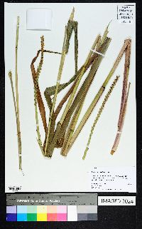 Tripsacum dactyloides image