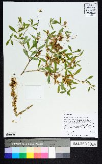 Cuscuta obtusiflora image