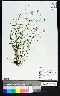 Sabatia campanulata image