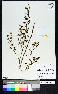 Veratrum virginicum image