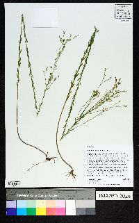 Linum floridanum image