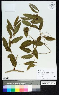 Smilax smallii image