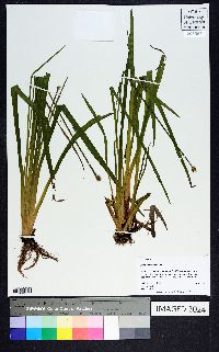 Xyris difformis image