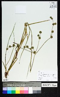 Juncus validus image