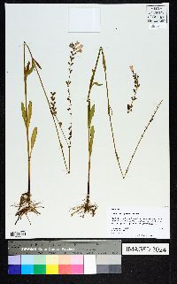 Physostegia virginiana image