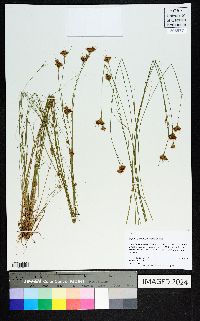 Rhynchospora chapmanii image