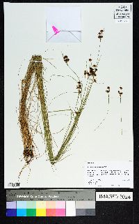 Rhynchospora gracilenta image