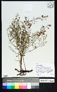 Krameria lanceolata image