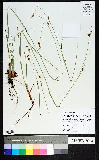 Rhynchospora grayi image