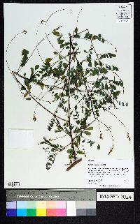 Indigofera caroliniana image