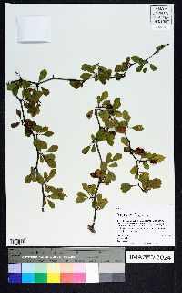 Crataegus lassa image