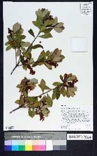 Cliftonia monophylla image