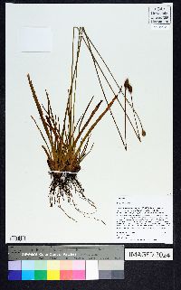 Xyris stricta image