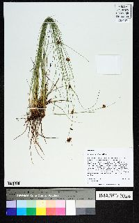 Rhynchospora plumosa image