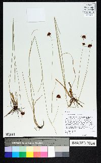 Rhynchospora fascicularis image