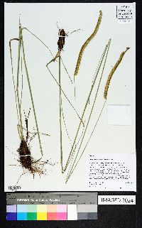 Ctenium aromaticum image
