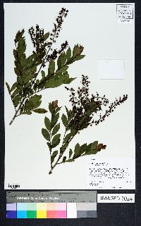 Eubotrys racemosa image