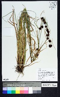 Rhynchospora cephalantha image