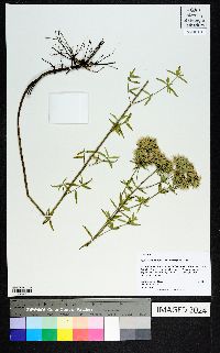 Pycnanthemum flexuosum image