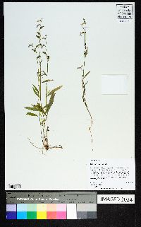 Lobelia flaccidifolia image