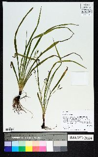 Hypoxis curtissii image