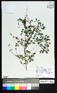 Indigofera caroliniana image