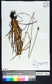 Xyris stricta image