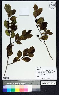 Ilex coriacea image