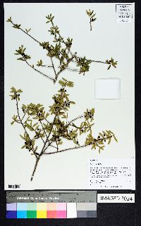 Ilex myrtifolia image