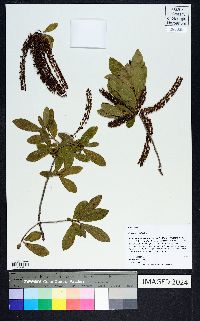 Cyrilla racemiflora image