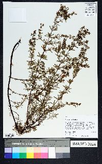 Hypericum galioides image