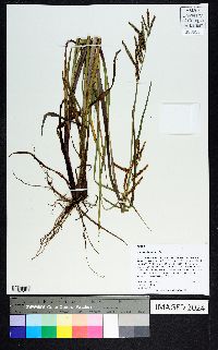 Paspalum boscianum image