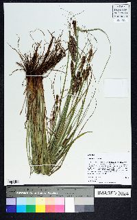 Carex glaucescens image