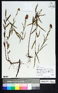 Ludwigia suffruticosa image