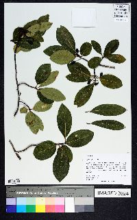 Nyssa biflora image