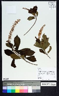 Clethra alnifolia image