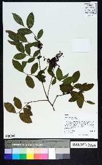 Eubotrys racemosa image