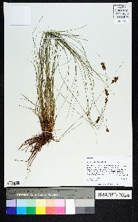 Rhynchospora plumosa image