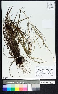 Paspalum setaceum var. villosissimum image