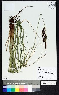 Carex glaucescens image