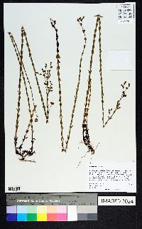 Hypericum setosum image