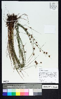 Rhynchospora gracilenta image