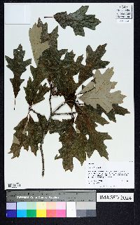 Quercus lyrata image