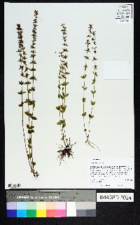 Gratiola pilosa image