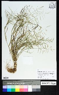 Eragrostis pectinacea var. pectinacea image