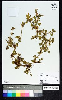 Alternanthera pungens image