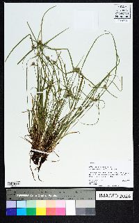 Kyllinga squamulata image