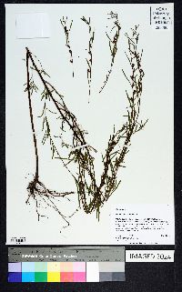 Ludwigia lanceolata image