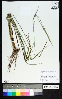 Coleataenia longifolia image