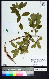 Cyrilla racemiflora image